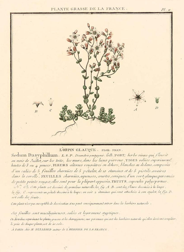 L'Orpin Glanque by Naturalist Prints (Botanicals) - Davidson Galleries