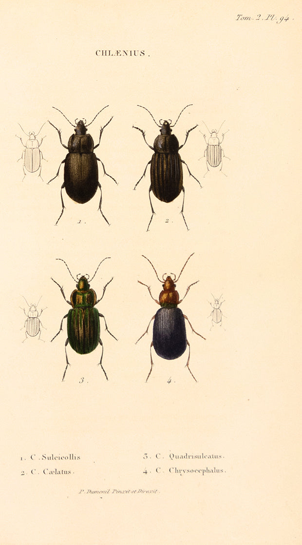 Chlaenius (Beetle) by Naturalist prints (Insects) - Davidson Galleries