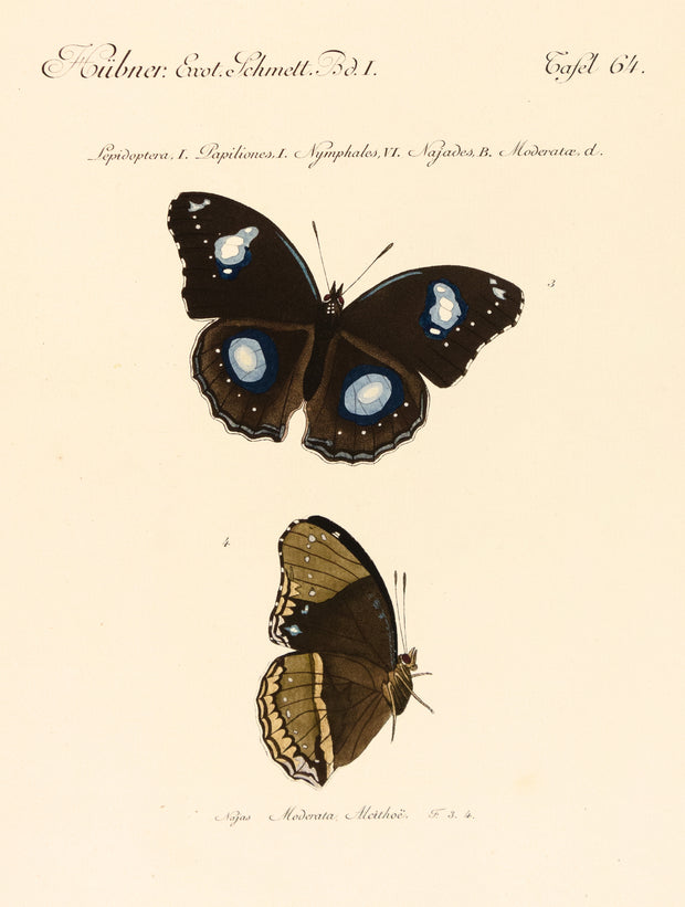 Lepidoptera, Papiliones, Nymphales, Najades, Moderatae by Naturalist Prints (Insects & Butterflies) - Davidson Galleries