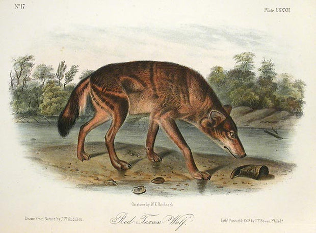 Red Texan Wolf by John James Audubon - Davidson Galleries