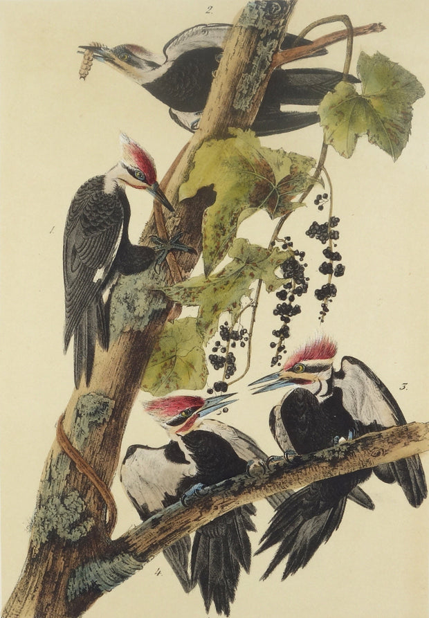Pileated Woodpecker by John James Audubon - Davidson Galleries