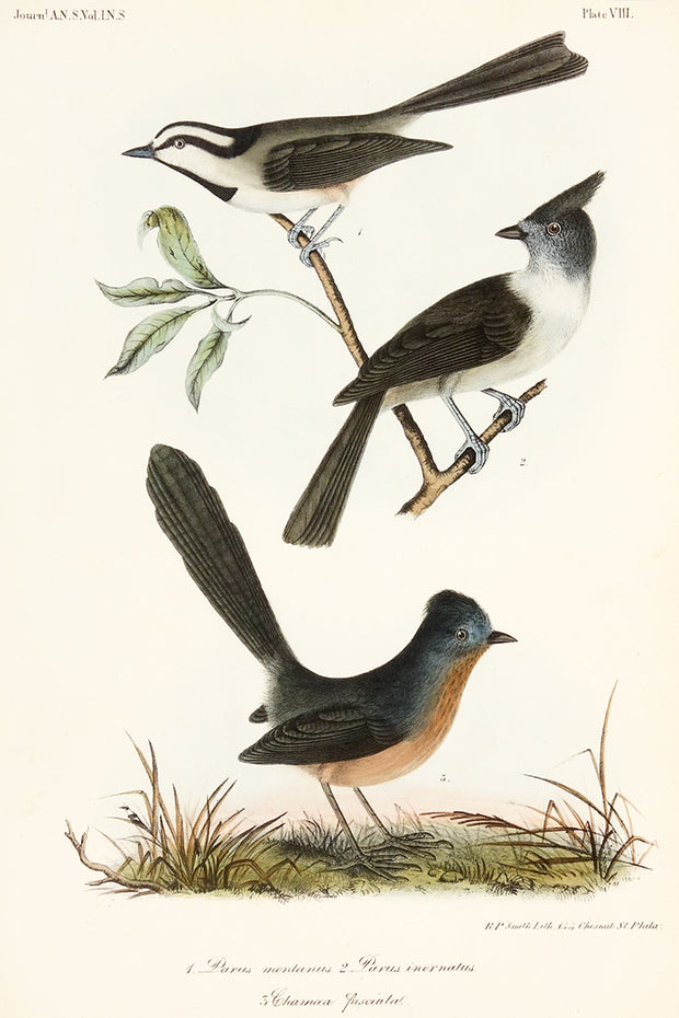 Plate VIII: Parus Montanus, Parus Inornatur, and Chamaea Fascinata by Naturalist Prints (Birds) - Davidson Galleries