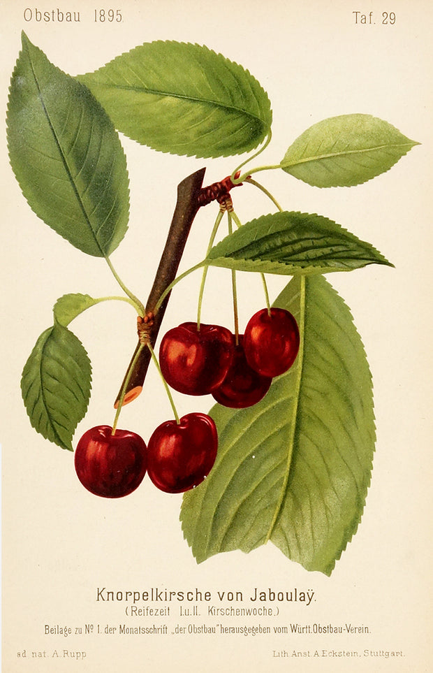 Knorpelkirsche von Jaboulaÿ (Cherries) by Naturalist Prints (Botanicals) - Davidson Galleries