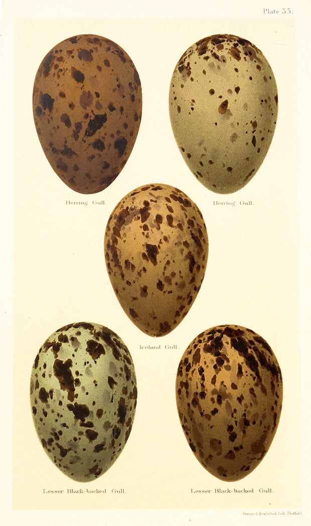 Plate 33: Eggs Of Various Gulls by Naturalist Prints (Birds) - Davidson Galleries