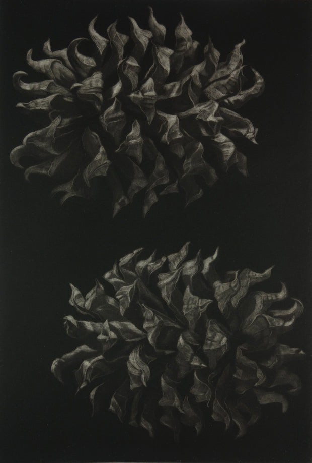 Pinus Sabiniana by Judith Rothchild - Davidson Galleries