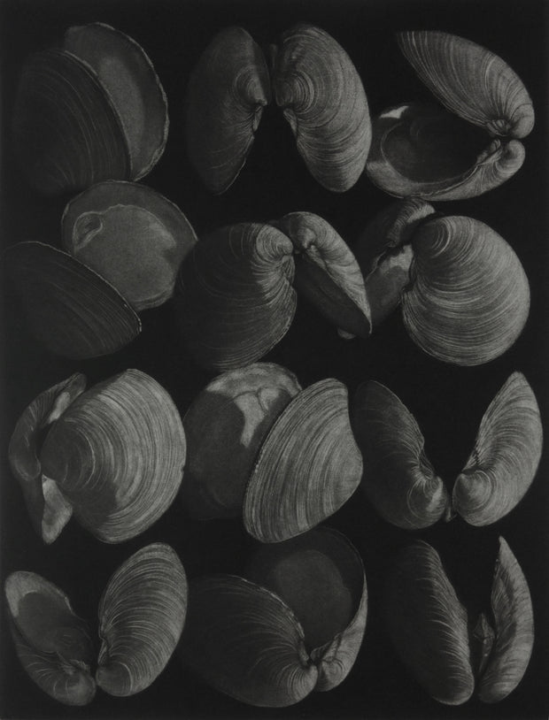 Clams by Judith Rothchild - Davidson Galleries