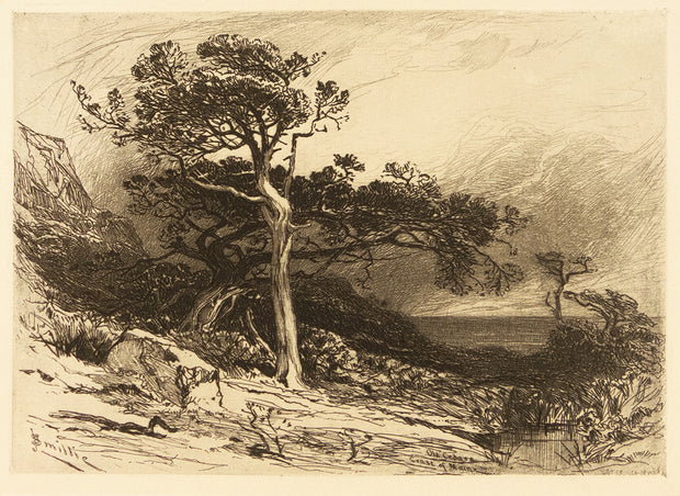 Old Cedars, Coast of Maine by James D. Smillie - Davidson Galleries