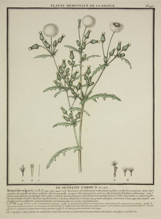 Le Senecon Commun by Naturalist Prints (Botanicals) - Davidson Galleries