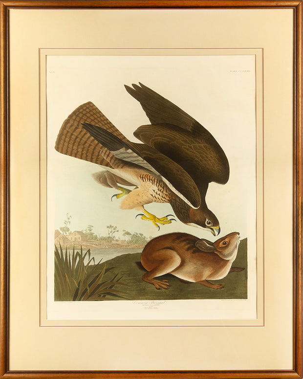 Common Buzzard by John James Audubon - Davidson Galleries