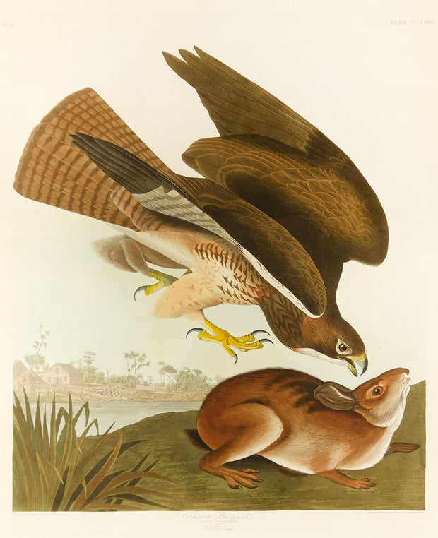 Common Buzzard by John James Audubon - Davidson Galleries