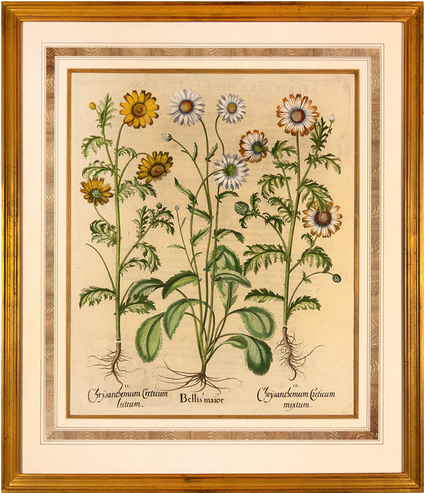 Daisy (I), Yellow crown daisy (II), and Wild crown daisy (III) by Naturalist Prints (Botanicals) - Davidson Galleries