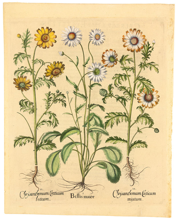 Daisy (I), Yellow crown daisy (II), and Wild crown daisy (III) by Naturalist Prints (Botanicals) - Davidson Galleries