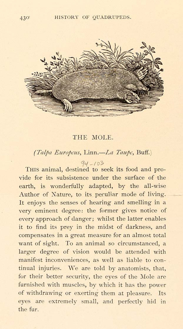 The Mole by Naturalist - Davidson Galleries