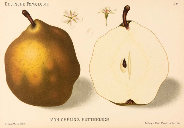 Von Ghelin's Butterbirn by Naturalist Prints (Botanicals) - Davidson Galleries