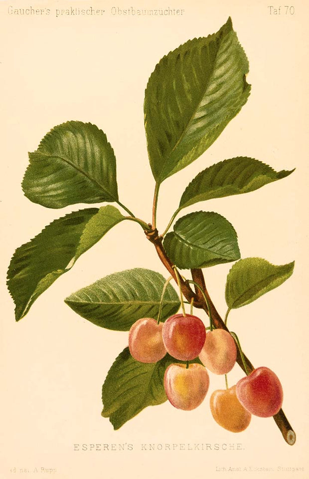 Esperen's Knorpelkirsche, Plate 70 by Naturalist Prints (Botanicals) - Davidson Galleries