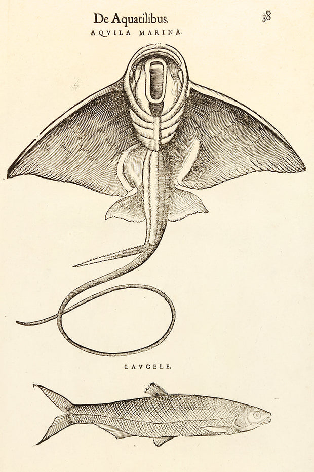 Aquila Marina & Lavgele by Naturalist Prints (Marine Life) - Davidson Galleries