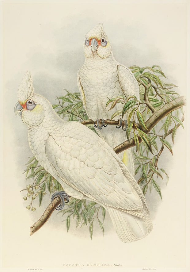 Cacatua Gymnopis Sclater by John Gould - Davidson Galleries