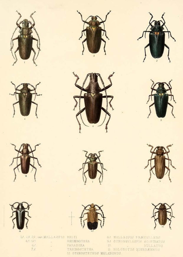 Beetles by Naturalist Prints (Insects) - Davidson Galleries