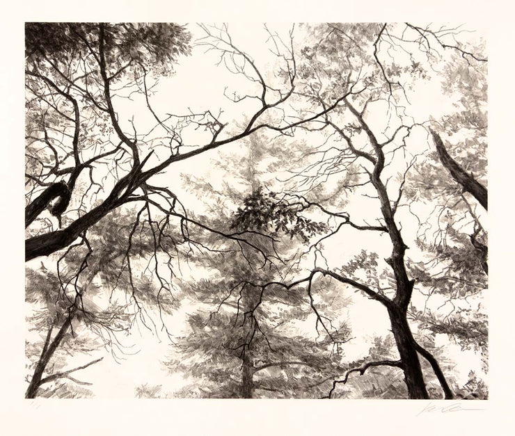 Branches, Humphrey Head by Michael Kareken - Davidson Galleries