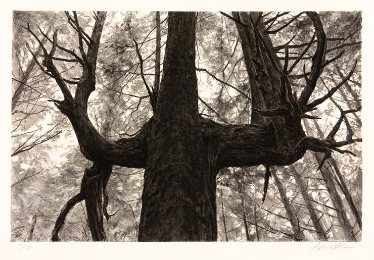 Tree Near Second Beach by Michael Kareken - Davidson Galleries