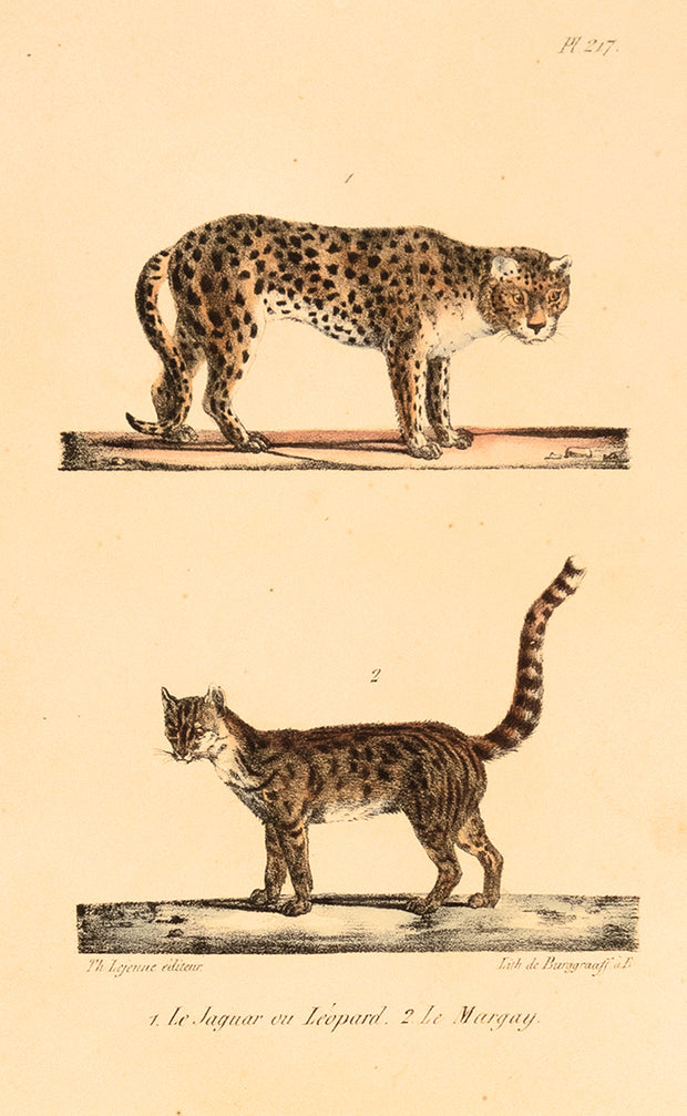 Le Jaguar ou Leopard (Verso: Le Margay) by Naturalist Prints (Animals) - Davidson Galleries