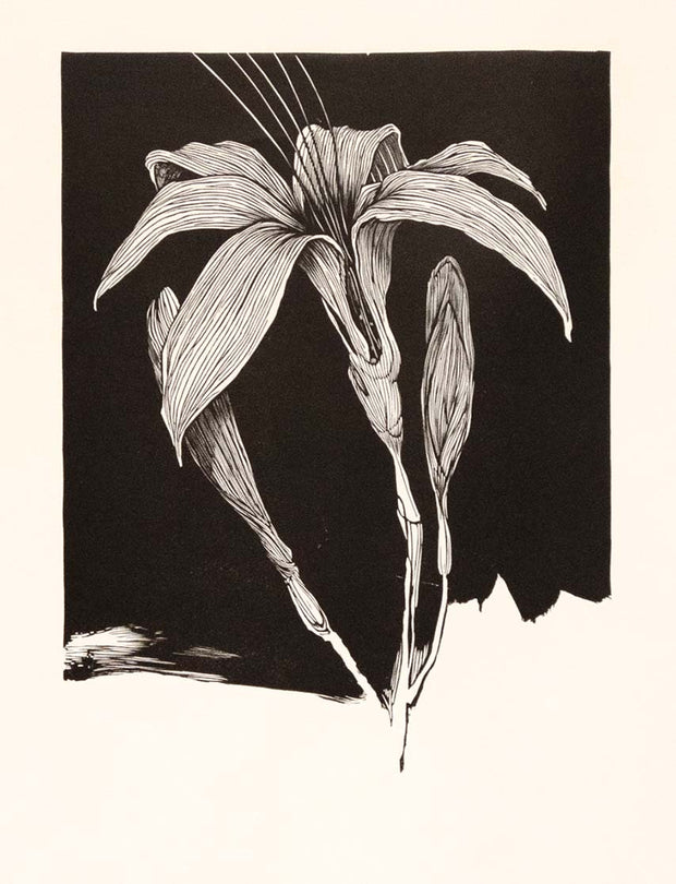 Hemerocallis Flava by Barry Moser - Davidson Galleries