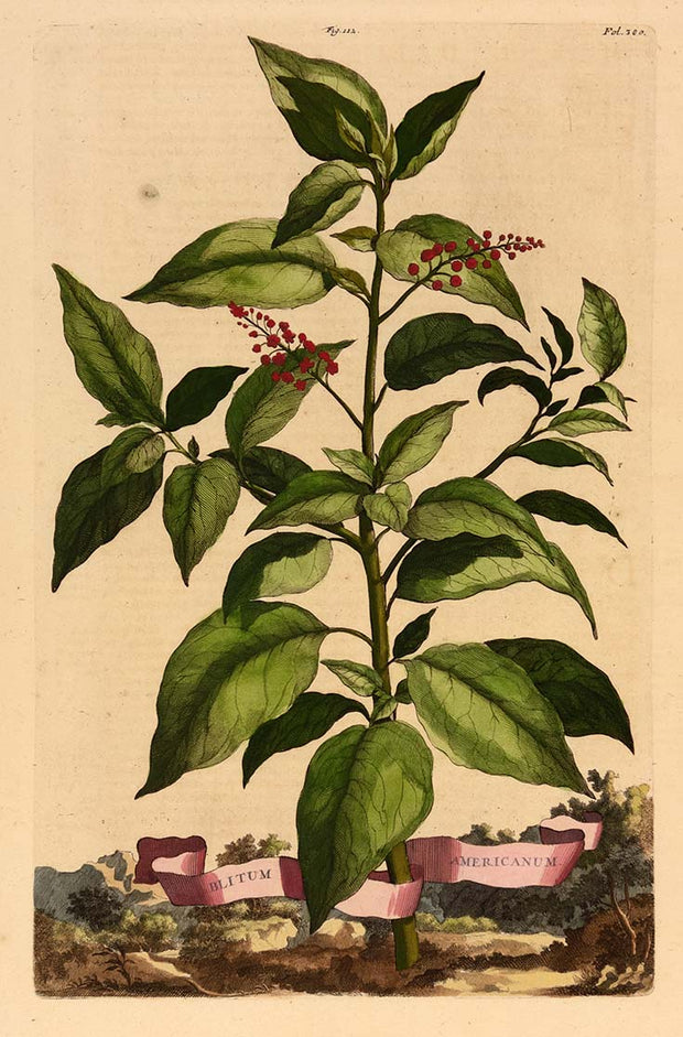 Blitum Americanum (Goosefoot) by Naturalist Prints (Botanicals) - Davidson Galleries