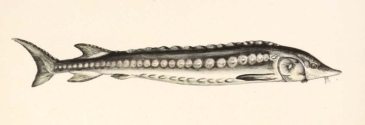 Common Sturgeon by Naturalist Prints (Marine Life) - Davidson Galleries