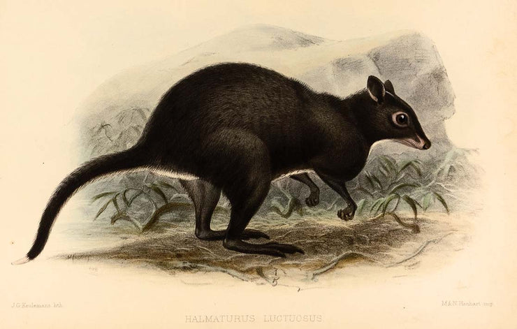 Halmaturus Luctuosus by Naturalist Prints (Animals) - Davidson Galleries