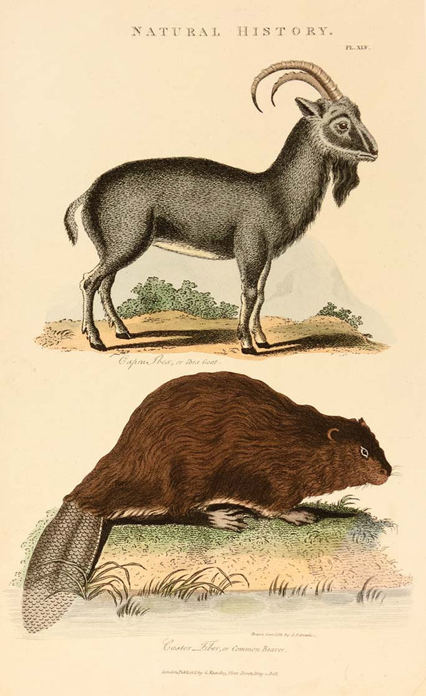 Ibex Goat and Common Beaver by Naturalist Prints (Animals) - Davidson Galleries