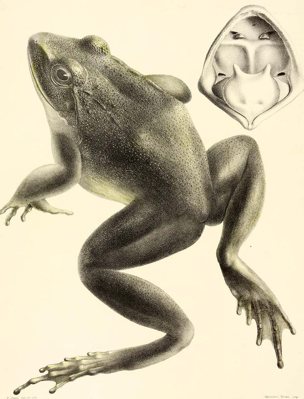 Frog, Bana Guppy by Naturalist Prints (Animals) - Davidson Galleries