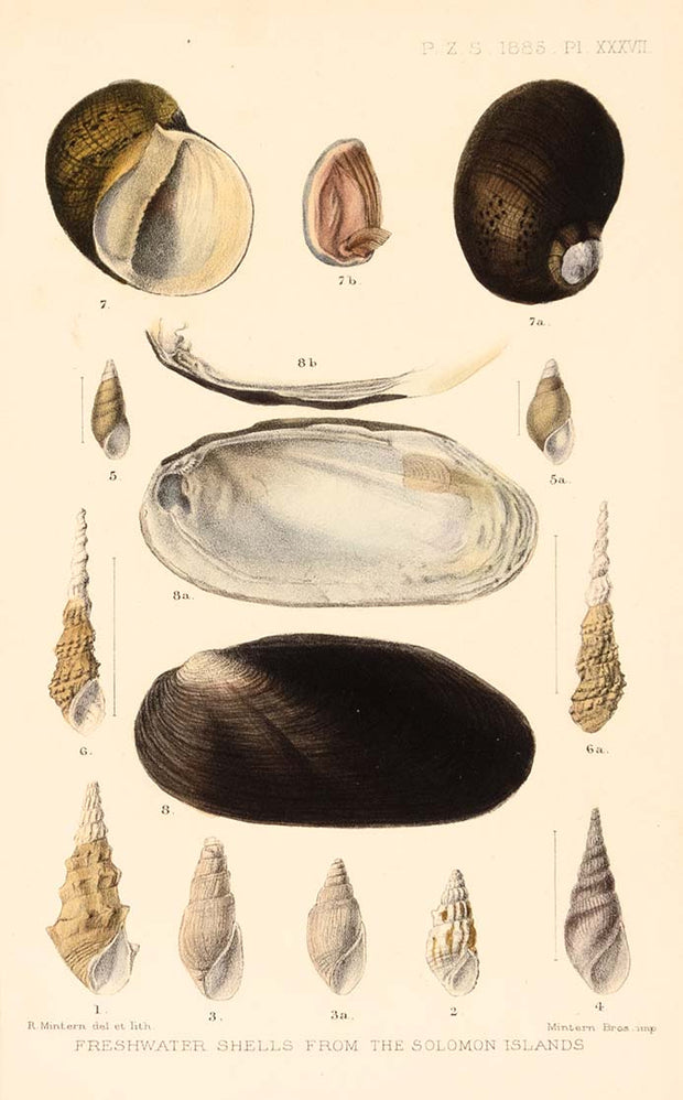 Freshwater Shells from the Solomon Islands by Naturalist Prints (Marine Life) - Davidson Galleries