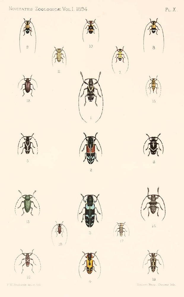 Beetles, Plate X by Naturalist Prints (Insects) - Davidson Galleries