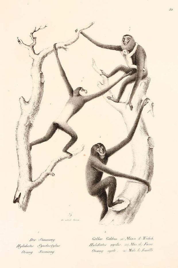 Monkeys by Naturalist Prints (Animals) - Davidson Galleries
