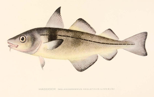 Haddock by Naturalist Prints (Animals) - Davidson Galleries