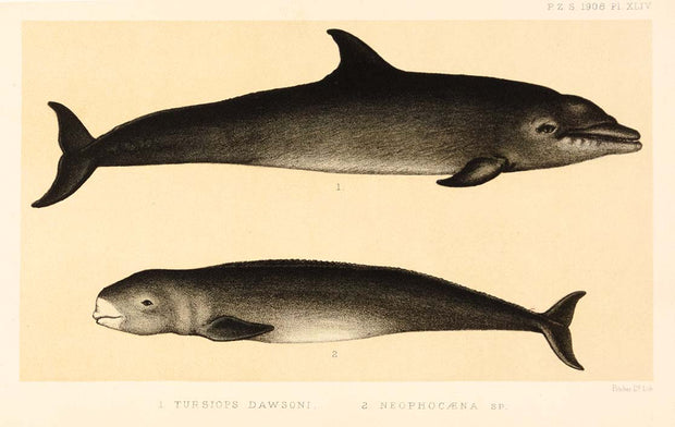 Turpisiops Dawsoni and Neophocaena by Naturalist Prints (Marine Life) - Davidson Galleries