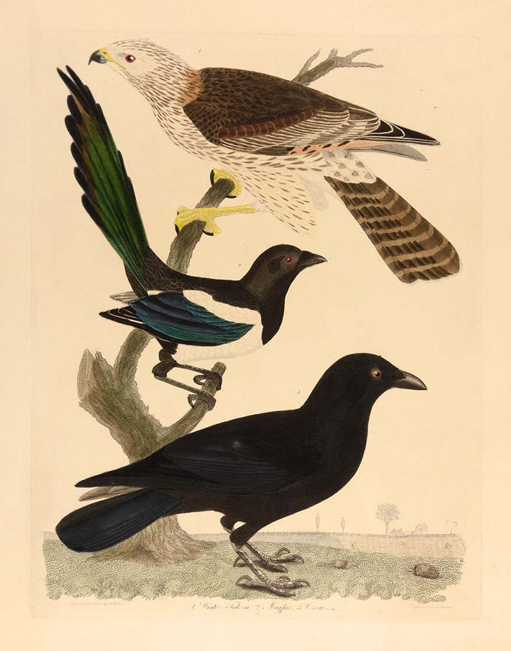 Winter Falcon, Magpie, Crow by Naturalist Prints (Birds) - Davidson Galleries