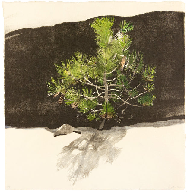 Joyous Young Pine by Eva Pietzcker - Davidson Galleries