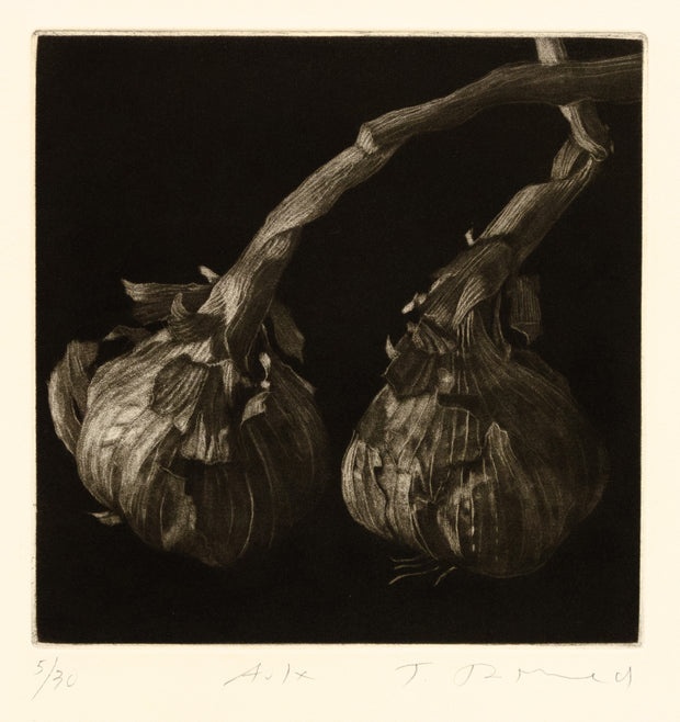 Aulx (Garlic) by Judith Rothchild - Davidson Galleries