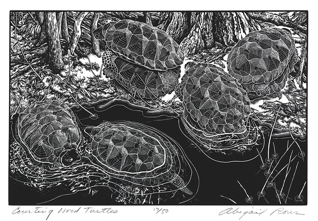 Courting Wood Turtles by Abigail Rorer - Davidson Galleries