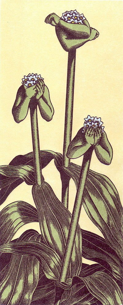 Gentiana brevidens: A Shameful Plant by Abigail Rorer - Davidson Galleries