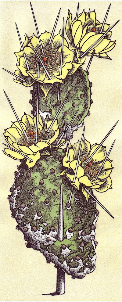 Opuntia polyacantha by Abigail Rorer - Davidson Galleries