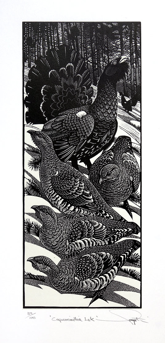 Capercaillie Lek by Colin See-Paynton - Davidson Galleries