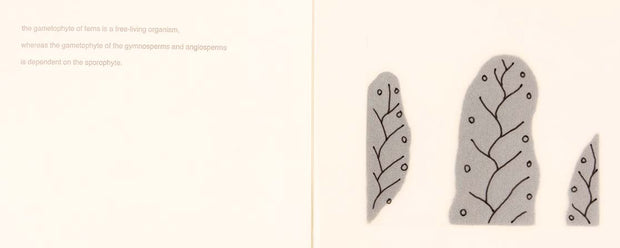 Fern (Artist Book) by Seiko Tachibana - Davidson Galleries