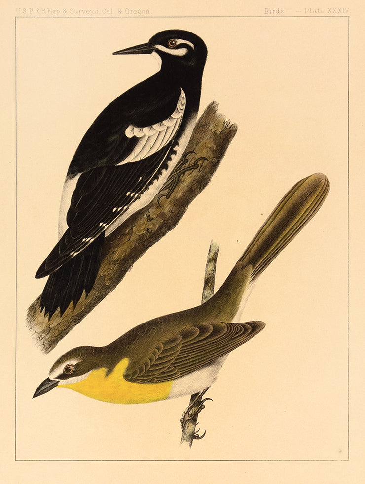 Birds Plate 34 by Naturalist Prints (Birds) - Davidson Galleries