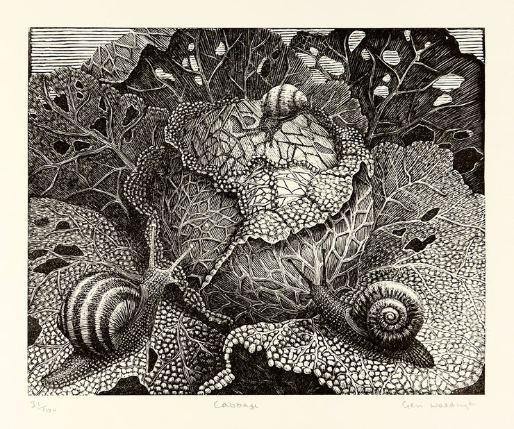 Cabbage by Geri Waddington - Davidson Galleries