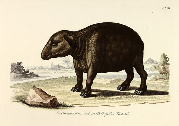 Tapir by Naturalist Prints (Animals) - Davidson Galleries
