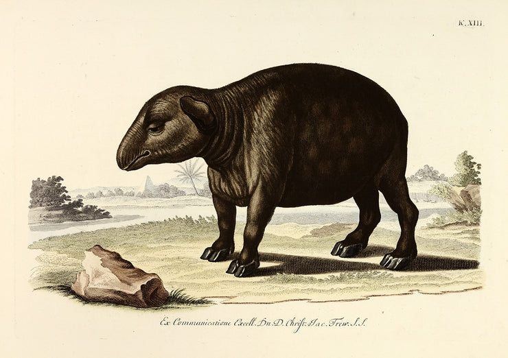 Tapir by Naturalist Prints (Animals) - Davidson Galleries