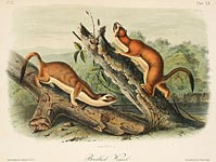 Bridled Weasel by John James Audubon - Davidson Galleries