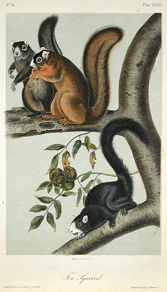 Fox Squirrel by John James Audubon - Davidson Galleries